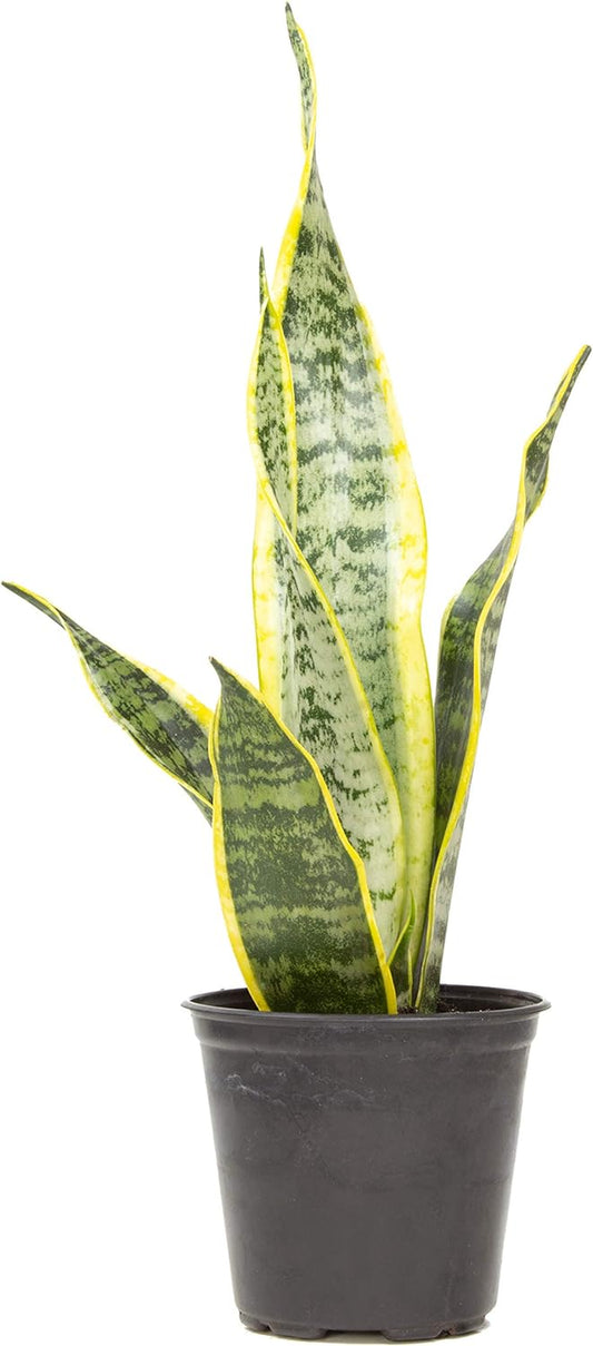 Live Snake Plant, Sansevieria Trifasciata Laurentii, Fully Rooted Indoor House Plant in Pot, Mother in Law Tongue Sansevieria Plant, Potted Succulent Plants, Sansevieria Laurentii by