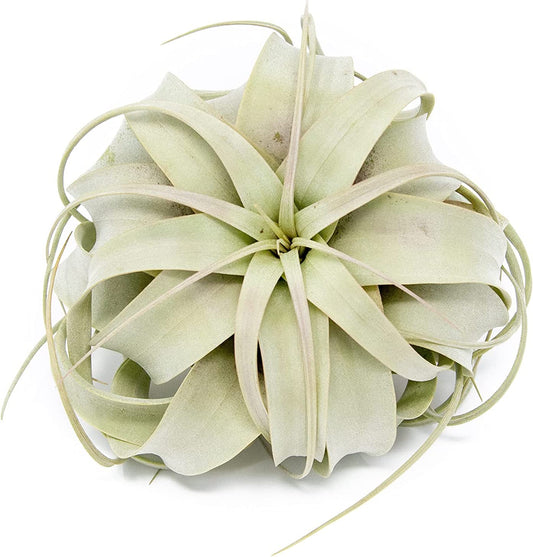 Large Xerographica Air Plants 5 to 7 Inch Wide - Air Plants Live Tillandsia Succulent House Plants Holders - Available in Wholesale and Bulk Air Plant - Home and Garden Decor - Easy Care Indoor and Outdoor Plants (1 PC)